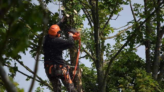 Tree Surgery