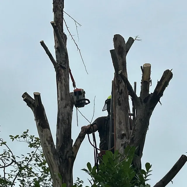 Tree felling